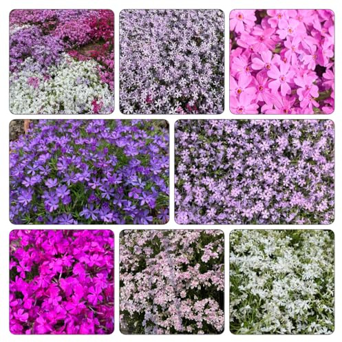 semi di phlox - phlox tappezzante Decorazioni autunnali per un giardino resistente giardino, balcone resistenti esterno in vaso decorativo 700semi