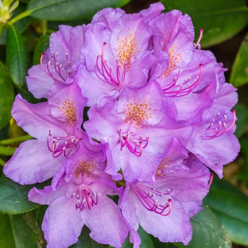 semillas de rododendro, semillas de azalea, variedades antiguas de balcón resistentes 450pcs