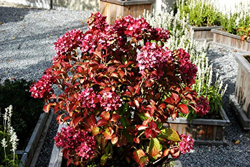 Hortensie Bauernhortensie Masja Hydrangea macrophylla Masja 30-50 cm hoch