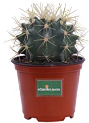Pianta di Ferocactus cactus globulare pianta grassa pianta da interno pianta da esterno pianta ornamentale pianta succulenta pianta vera venduta da eGarden.store