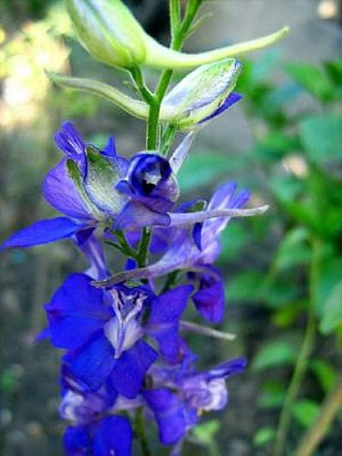 Sporn Delphinium Fiore Semi B0040 Heirloom 100 Semi Consolida Orientalis Rittersporn vom Ritter