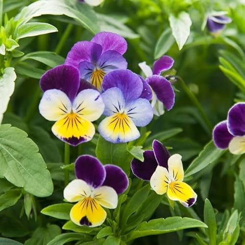 Johnny Jump-Up ‘Helen Mount’ (Viola cornuta) Flower Seeds, Pack of 10,000+ Seeds by Seeds2Go
