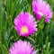 100 graines de fleur de glace