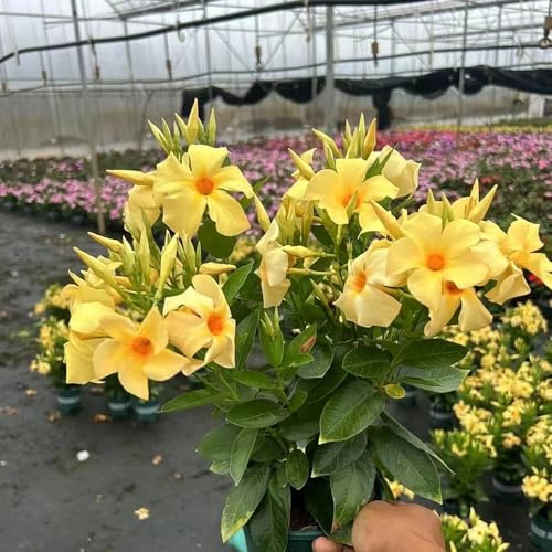 500 pz semi di dipladenia, mandevilla da interno giardino roccioso resistenti per balcone