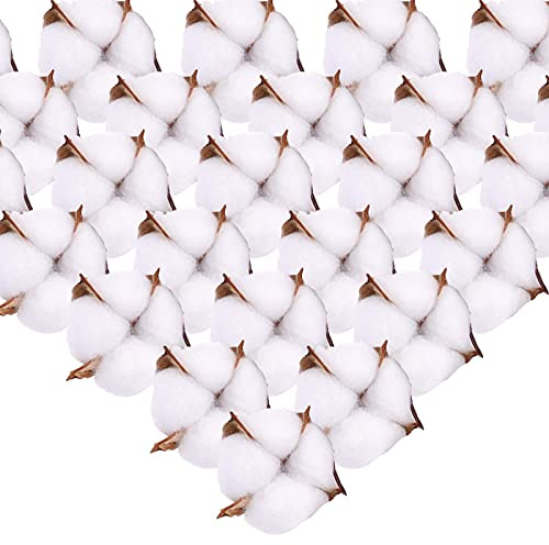 SLFYEE 50 Stück natürliche Baumwollblumen, 6,5 cm, getrockneter Blumenkopf, Baumwolle, Dekoration, Weiß, mit kurzem Stiel, für Winter, Weihnachten, DIY, Hochzeit, Kranz, Handwerk, Haus, Geschenk