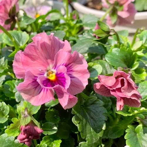 Semi di viola cornuta resistenti, decorazione del giardino per esterno Viola cornuta, decorazione del soggiorno di decorazione, campo rare 550pcs