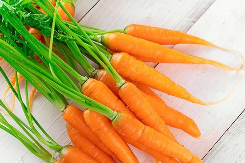 Sachet de graines de Carotte Touchon - Sachet de 25 grammes - Graines de style