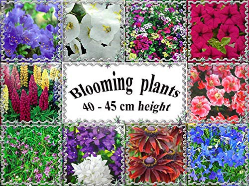 Portal Cool Phlox Drummondii VAR. & # 034; Gobelino: fioritura perenne Piante, 40-45 cm o 16 in Altezza, Semi di Fiore