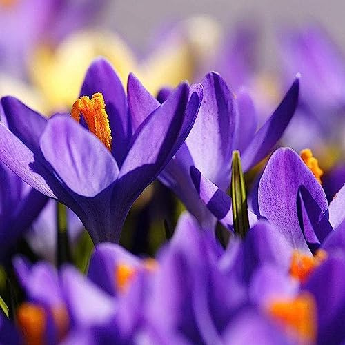 Luojuny Semilla de azafrán de azafrán, 100 unids/Bolsa de Semillas ecológicas tolerantes a la sequía Semillas de azafrán de azafrán en Maceta para el hogar Semillas de azafrán azafrán
