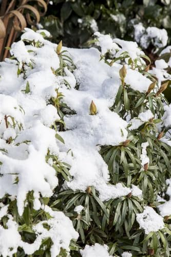 Rhododendron ponticum 'Graziella' 80 cm – Immergrün, Winterhart, Mehrjährig – Rhododendron – Zierstrauch für Garten & Kübel