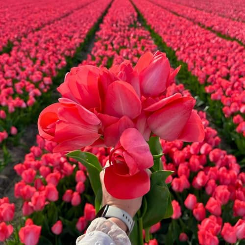 Bulbi di tulipano Van Eijk - 30 bulbi di fiori - calibro 12+ - rosa, fioritura primaverile, resistenti all'inverno - direttamente dal coltivatore - Flowerbulbs Amsterdam