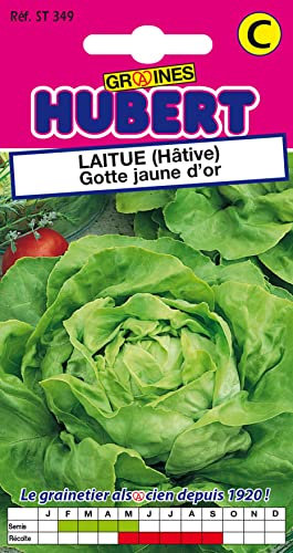 Graines de Laitue Gotte Jaune d'or - 3 grammes