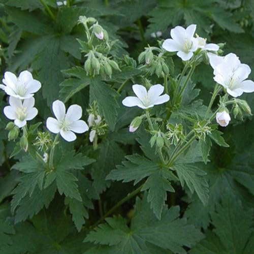 6 x Storchschnabel 'Album' - Geranium Sylvaticum 'Album': Weiße Wald-Storchschnabelsorte.