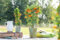 Pyracantha 'Orange Glow' 125–150 cm – Winterhart, Immergrün, Pflegeleicht – Feuerdorn – Heckenpflanze für Garten & Sichtschutz