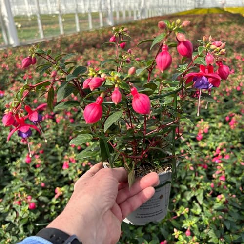 Fuchsien hängend, rot-lila, Topf-Ø 12 cm, 6 Pflanzen