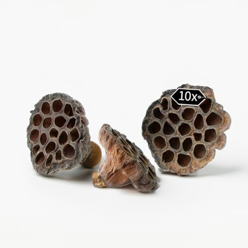 Getrocknete Lotusblüten naturfarben im 10er Set - Lotus-Köpfe Trockenblumen für Herbst Winter Deko Bastelmaterial - Echte Lotus-Blumen Schoten für Grabschmuck Floristik Gestecke