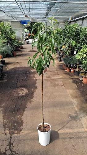 Nektarin-träd Fantasia – Prunus persica var. nucipersica, 160–200 cm hög – raffinerad till stam, saftiga och söta frukter, lättskött, vinterhård, perfekt för trädgård och terrass