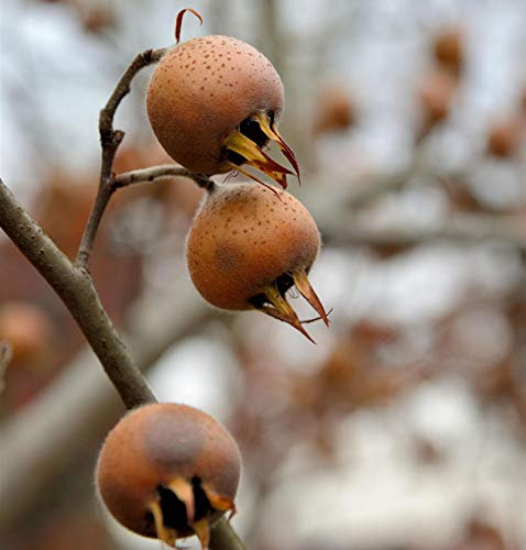 Mispel 100-125cm - Mespilus germanica - lebende Gartenpflanze aus den Baumschulen