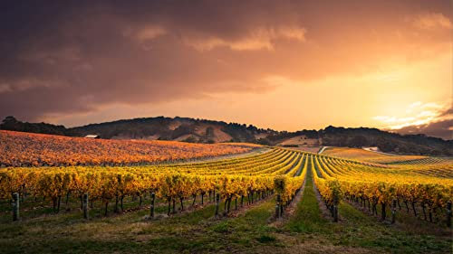 Adult Jigsaw Puzzles 1000 Pieces Vineyards In The Adelaide Hills, Australia 26x38CM