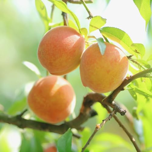 Semillas resistentes de melocotonero,fruta columnar resistente semillas orgánicas,resistentes al exterior Semillas de 2pcs