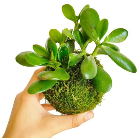 DECOALIVE Kokedama Suculenta Jade Planta Viva