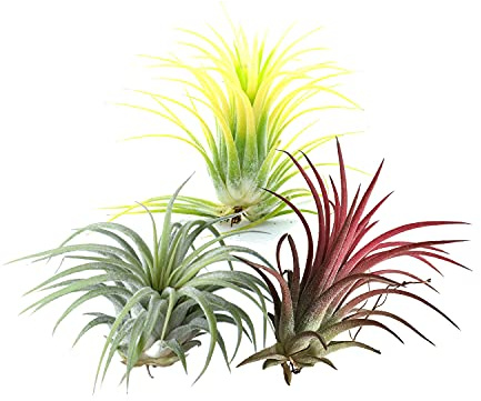 Trio de Tillandsias de Color Rojo, Verde y Amarillo Pack de Plantas del Aire o Claveles del Aire Tillandsia Ionantha Plantas Naturales