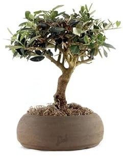 Olivo Bonsai Altezza 35 cm, Pianta Vera, Pianta da Interno ed Esterno - Vaso Artigianale di Terracotta - Marrone