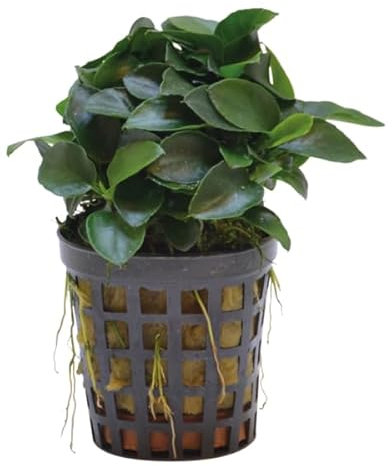 AP-ART's Wasserpflanze Anubias nana bonzai Aquarienpflanze einfache Pflanze langsam wachsende Aquariumpflanze