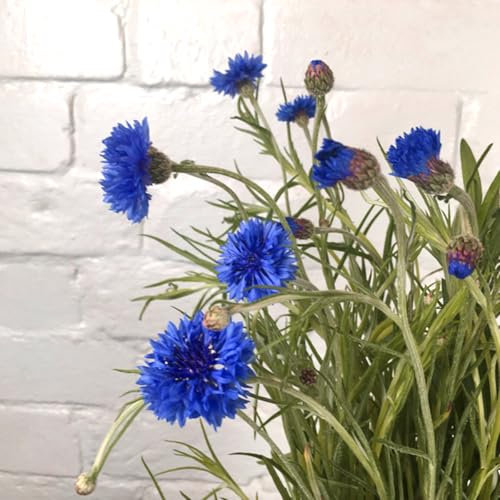 Buy4Seeds 1000 Seeds Flower Cornflower Centaurea cyanus Blue Easy to Grow