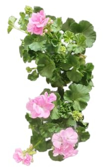Geranios Flores Rosa | Set 2 Unidades |DECOALIVE |Plantas Vivas y Naturales