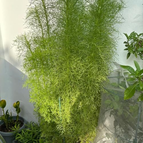 semillas de eneldo cobertura del suelo silvestres, resistentes. jardín de la cocina jardín interior al aire libre 200pcs