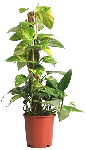 Efeutute, Scindapsus, (Epipremnum aureum), gelb grünes buntes Blattwerk, rankend, luftreinigend, am Moosstab gezogen (ca. 55cm hoch im 15cm Topf)