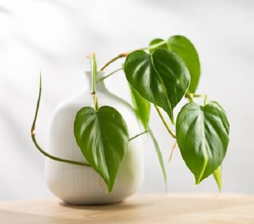 100 graines de plantes fraîches de philodendron