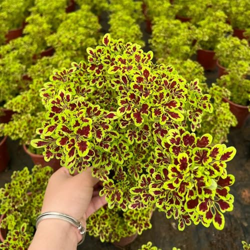 buntnesselsamen mehrjährig, garten bio balkon stauden winterhart hochbeet 180pcs