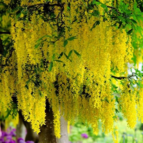 Semi di maggiociondolo - varietà antiche Maggiociondolo anagyroides - Le da giardino sono da balcone resistenti comprare 150pcs