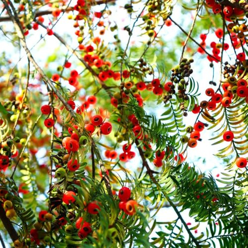 Taxus Baccata, herbstpflanzen Eibe, Taxus wallichiana, gartenpflanzen stauden winterhart mehrjährig kaufen garten 350Samen