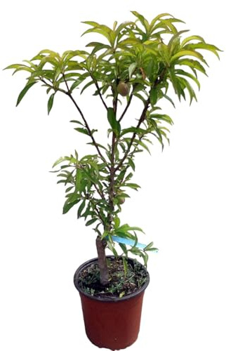 Planta natural Frutal Enano Melocotonero injertado. Melocotón. Altura 60-70 cm. Ideal para cultivar en maceta y decorar terrazas o jardines pequeños. Segura Garden