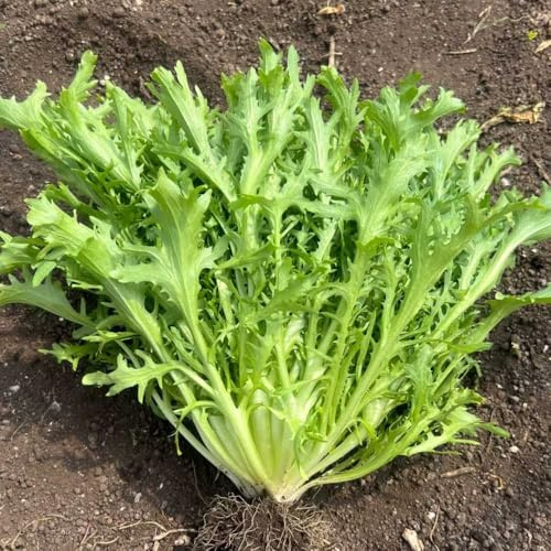 endivias resistentes jardines de rocas semillas de endibia verdes orgánicas exóticas semillas trepadoras exóticas vegetales jardín Camas elevadas 100semillas