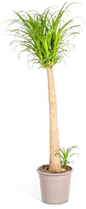 Beaucarnea Recurvata Tige - 110-130cm - Ø27cm - Plante d'intérieur - Vert persistant