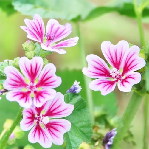 semi di malva resistente - balcone, giardino esotiche 50pcs