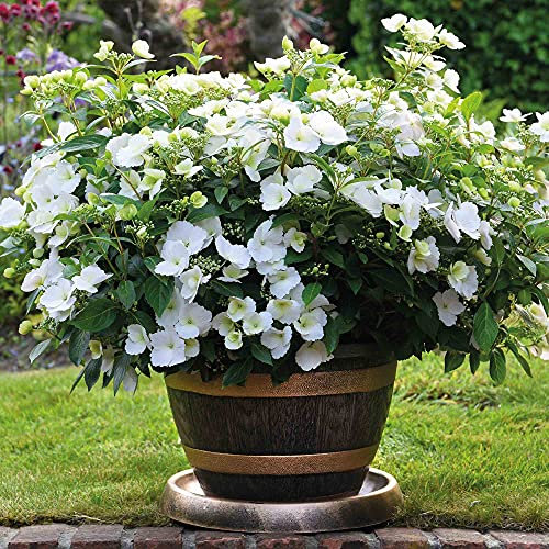 Hydrangea Plant, Runaway Bride, Hardy Shrub, White Flowers, Lacecap, Chelsea Winner, RHS Chelsea Plant of The Year 2018, 1 x 1-Litre Potted Plant