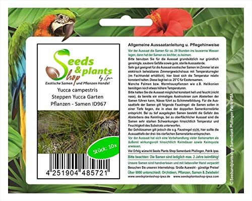 Stk - 10x Yucca campestris Steppen Yucca Garten Pflanzen - Samen ID967 - Seeds & Plants Shop by Ipsa