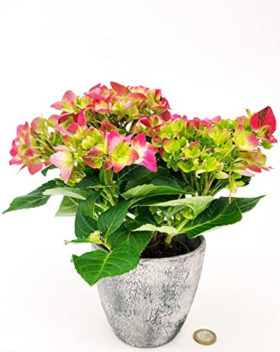 POWERS TO FLOWERS - ORTENSIA NANA ROSA INTENSO BICOLORE IN VASO CERAMICA RUSTICO, pianta vera