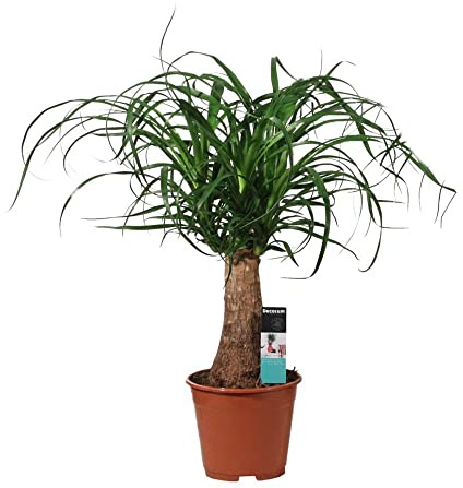 Beaucarnea Nolina Recurvata - Árbol de Interior Natural - Palmera Barrigona - Pata de Elefante
