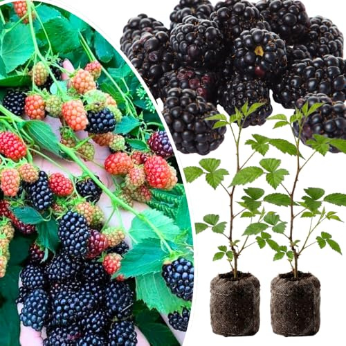 2 Osage Thornless BlackBerry Plants Live for Planting 5 to 8 Inch Tall, Osage BlackBerry Bush Live Plant, Thornless Blackberries Live Plants