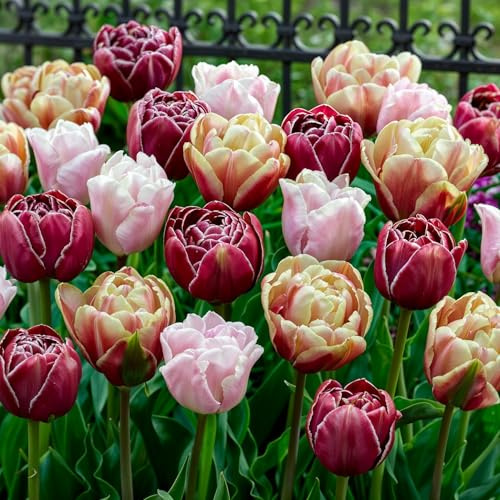 FLORIUM Tulpen Zwiebeln Doppelte Blüte Mischung | 25 Blumenzwiebeln | Tulpenzwiebeln Winterhart mehrjährig | Niederländische Qualität | Für Garten, Töpfe und Balkon