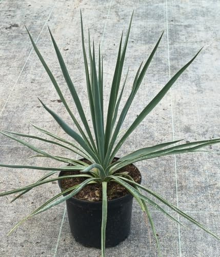 Yucca rigida 'Blue Sentry' / Yucca sentinelle bleu/Conteneur de 2 à 2.9 litres/Résistant au sec