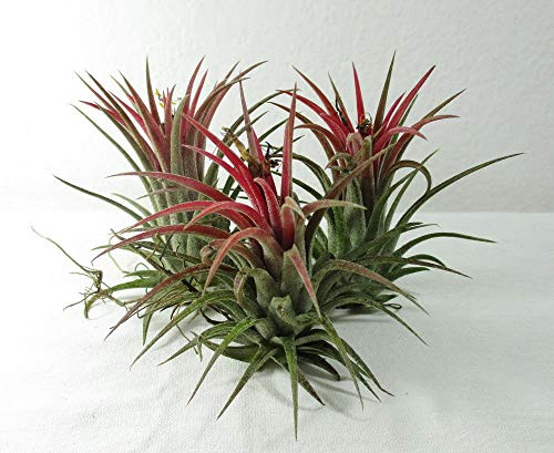 3 X Grande Tillandsia ionantha 6 x 6 cm. Casa Air Piante, Décoration Terrarium