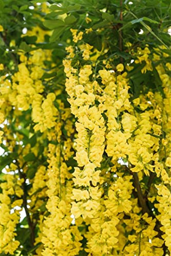 Laburnum watereri 'Vossii' 100–125 cm – Winterhart, Mehrjährig, Pflegeleicht – Goldregen – Solitärgehölz für Garten & Vorgarten