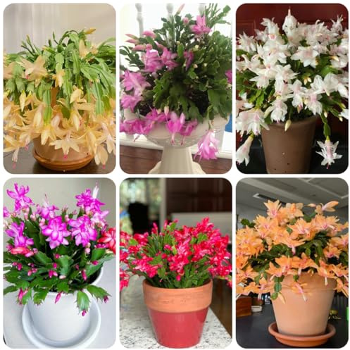 cactus di Natale da giardino ornamentali Schlumbergera da giardino roccioso in miniatura autunnali, resistenti, mini grasse appartamento in 130semi